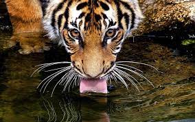 tiger drinking water photography hd