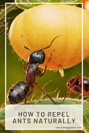 Natural Way To Keep Ants Off Plants