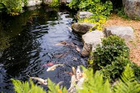 Large Koi Pond With Waterfall At