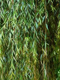 Cet arbre commun dans les régions tempérées est souvent cultivé en forme de « têtard » pour la production d'osier. Weeping Willow Salgueiro Chorao Salix Babylonica Kleine Tattoo Ideen Kleines Tattoo Ideen