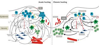 Images for julia de burgos. Cytokines Chemokines And Growth Factors In Wound Healing Behm 2012 Journal Of The European Academy Of Dermatology And Venereology Wiley Online Library