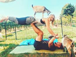 Instead, the best yoga studios function as community hubs, providing a social and spiritual space that serves as a refuge from the city's daily grind. Goat Yoga Session Calendar Fox Den Goat Yoga Niagara