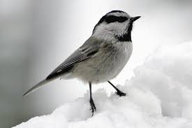Pictures Of Winter Birds Photo Gallery