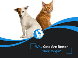 10 reasons why cats are better than dogs