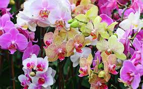 colorful orchids wallpapers on wallpaperdog