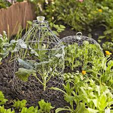 wire cloche to protect plants