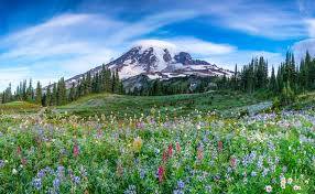 Wildflowers of the pacific northwest. Pacific Northwest Mark Lilly Photography