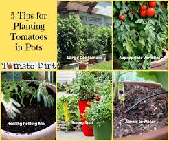 5 tips for planting tomatoes in pots