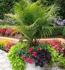 potted palm trees outdoors