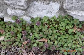 Include the number of flower petals on each blossom, the shade of purple and. Spotlight On Weeds Purple Deadnettle Purdue Landscape Report