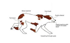 How To Read Your Dogs Body Language Modern Dog Magazine