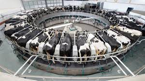 Image result for technology in dairy farming