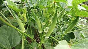 Okra or okro known in many countries as ladies . Ladies Finger Okra Agriculture Lady Finger Farming Cultivation Of Ladies Finger Youtube