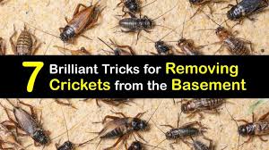 Of Crickets In The Basement
