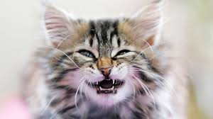 This just means that these baby teeth will fall out later as the kitten's permanent teeth emerge. What You Should Know About Kitten Teeth And Dental Care