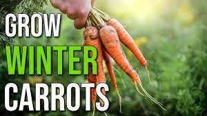 grow carrots for a winter harvest