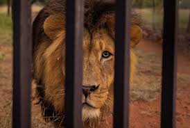 is it ethical to hunt captive lions