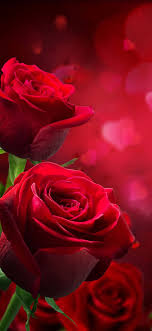 red romantic rose portrait wallpaper