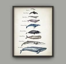 Whale Size Comparison Poster Whales Of The World
