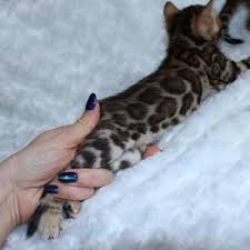 By legacie silverblade, usa import. Bengal Kittens For Adoption Marble Bengal Adopt Kittens Cats Snow Marble