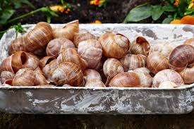 snails in france escargots world in