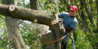 tree removal service marietta