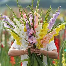 Gladiolus Bulbs Monet S Garden Mix