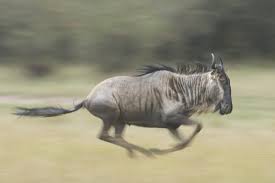 Blue Wildebeest (Connochaetes Taurinus) Running, Masai Mara, Kenya' Photographic Print - Wim van den Heever | AllPosters.com