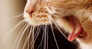 rodent ulcer cat mouth ulcers and