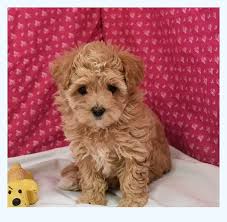 The malti poo loves to play or curl up on the couch for a nap. Don T Waste Time 5 Facts To Start Maltipoo Puppies For Sale Dog Breed
