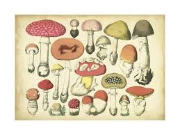 Vintage Mushroom Chart Art Print By Vision Studio Art Com
