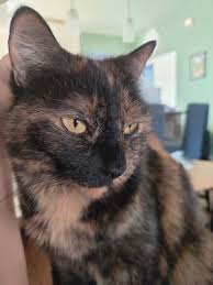 Rescues kittens and cats that have been given up by their owners or those that end up in animal services and are either unclaimed or not adopted out. Cat For Adoption Belle A Calico In Clearwater Fl Petfinder