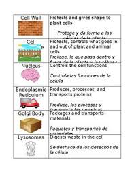 Cell Organelle Matching With Spanish Animal Cell