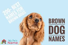 brown dogs 200 cute brown dog names
