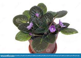 Домашний фиолетовый цветок, изолированный на белом фоне Пурпурный цвет  Выцветка домашнего цветка Постоянно Стоковое Изображение - изображение  насчитывающей листья, цвет: 148214343