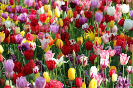 Keukenhof Tulip Bulbs And Create
