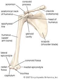 Almost every bone in your body is made of the same materials: Clavicle Definition Anatomy Function Britannica