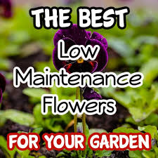 Low Maintenance Flower Gardening Year