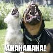 Image result for laughing animal meme