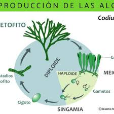reproducción de las algas resumen