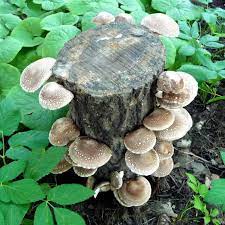 Northwood Mushrooms gambar png