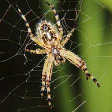 Spider Exterminators Spider Removal Control Allgood