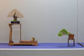 little kokufu bonsai today