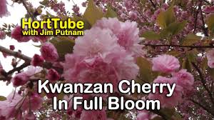 Kwanzan cherry trees produce the largest flowers of the cherries. Details About Kwanzan Cherry Trees Double Pink Flowers Youtube