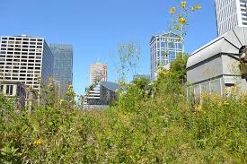 The Rooftop Gardens Of The Chicago City