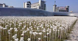 White Flowers