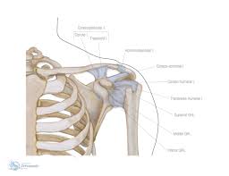 Related posts of anatomy shoulder bones diagrams anatomy of elbow muscles tendons. Shoulder Ligaments Orthopaedic Simon Boyle