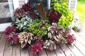 10 Foliage Plants For Your Garden