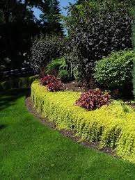 Creeping Jenny In A Raised Bed Along