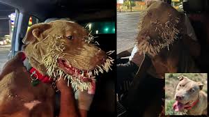 San Antonio pup stuck with hundreds of quills after unsuccessful attempt at  making friends with porcupine